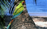Parrot Tapete Fotoalbum #6