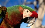 Parrot Tapete Fotoalbum #7