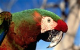 Parrot wallpaper photo album #7