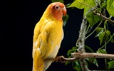 Parrot wallpaper photo album #8