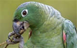 Parrot Tapete Fotoalbum #10