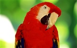 Parrot album photo papier peint #11