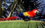 Parrot Tapete Fotoalbum #12