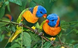 Parrot wallpaper photo album #13