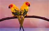 Parrot Tapete Fotoalbum #14