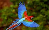 Parrot wallpaper photo album #16