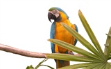 Parrot wallpaper photo album #17