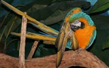 Parrot wallpaper photo album #18