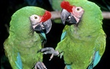Parrot Tapete Fotoalbum #19