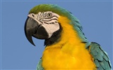 Parrot album photo papier peint #20