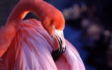 Widescreen Wallpapers Collection animale (8)