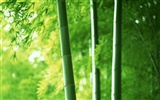 Fond d'écran de bambou vert albums