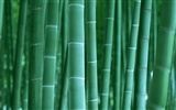 Green bamboo wallpaper albums #43433