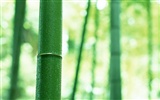 Green bamboo wallpaper albums #3