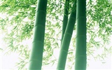 Green bamboo wallpaper albums #7