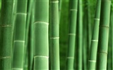 綠色竹林 壁紙專輯 #43439