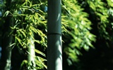 綠色竹林 壁紙專輯 #9