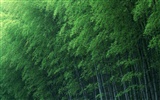 Green bamboo wallpaper albums #43443