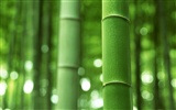 Green bamboo wallpaper albums #43446