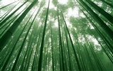 Green bamboo wallpaper albums #17