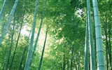 Green bamboo wallpaper albums #20