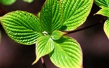 Green leaf photo wallpaper (1)