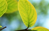 Green leaf photo wallpaper (1) #2