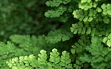 녹색 잎 사진 벽지 (1) #10