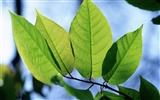 Green leaf photo wallpaper (1) #15