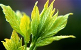 Green leaf photo wallpaper (1) #17