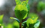 Green leaf photo wallpaper (1) #18