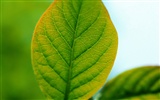 Green leaf photo wallpaper (1) #19