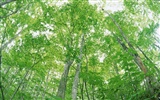 녹색 잎 사진 벽지 (2) #8