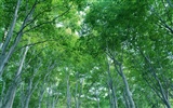 녹색 잎 사진 벽지 (2) #11