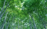 Green leaf photo wallpaper (2) #11