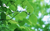 Green leaf photo wallpaper (3)