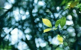 녹색 잎 사진 벽지 (3) #2