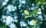 Green leaf photo wallpaper (3) #2