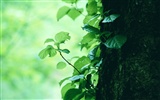 녹색 잎 사진 벽지 (3) #5