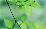 Green leaf photo wallpaper (3) #6