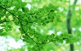 Green leaf photo wallpaper (3) #7