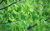 Green leaf photo wallpaper (3) #8