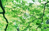 Green leaf photo wallpaper (3) #10