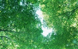 녹색 잎 사진 벽지 (3) #11