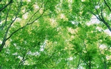 녹색 잎 사진 벽지 (3) #13