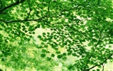 녹색 잎 사진 벽지 (3) #14