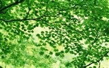 Green leaf photo wallpaper (3) #14