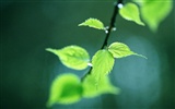 Green leaf photo wallpaper (3) #15