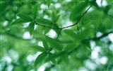 Green leaf photo wallpaper (3) #16