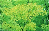 Green leaf photo wallpaper (3) #18